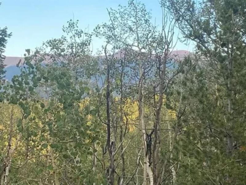 224 Deadwood Rd : Cripple Creek : Teller County : Colorado