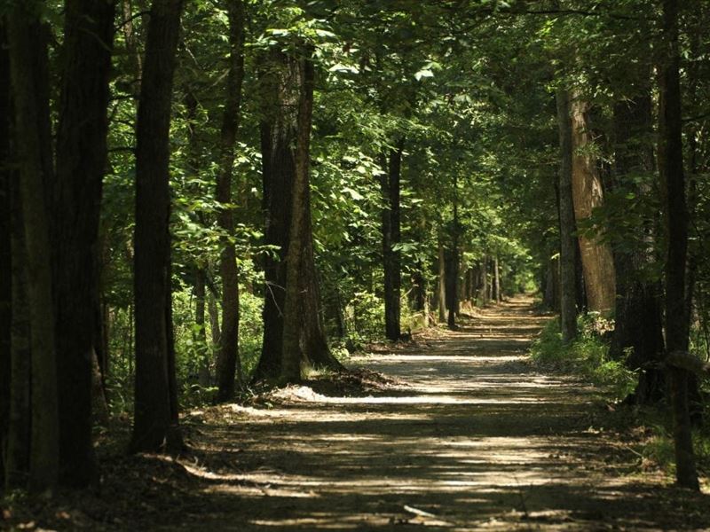 Wattensaw Timber : Hazen : Prairie County : Arkansas