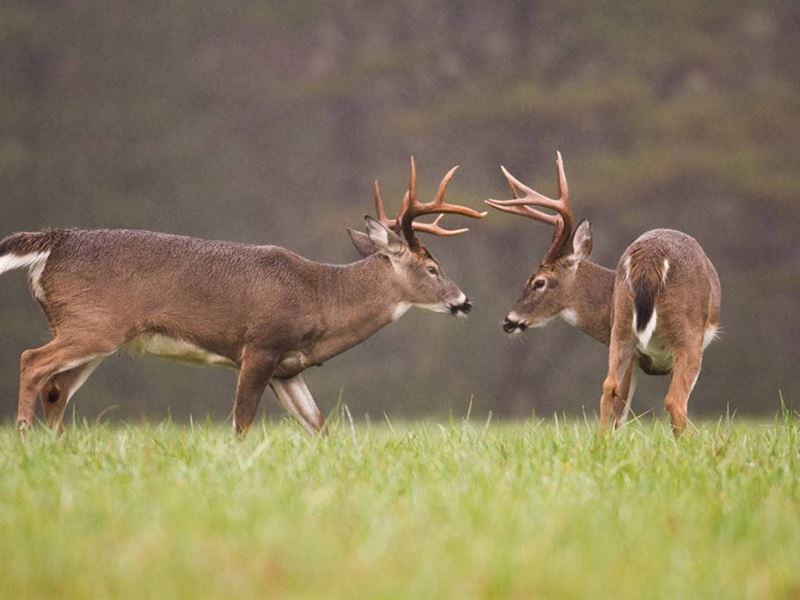 Jackson Point Membership : Elaine : Phillips County : Arkansas