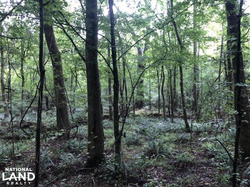 Premier Deer Hunting and Plantation : Hazlehurst : Copiah County : Mississippi
