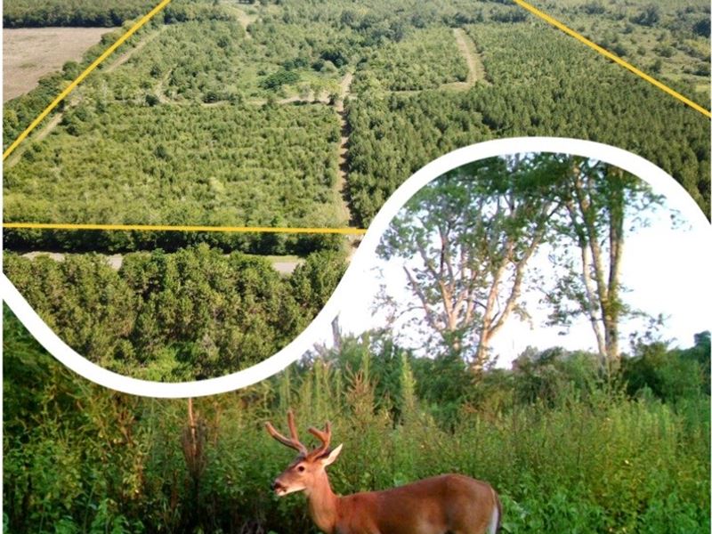 107 Acres Deer Hunting Land : Black : Geneva County : Alabama