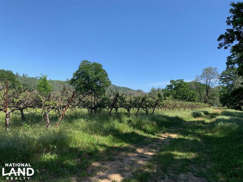 Vineyard Land in Lower Lake : Lower Lake : Lake County : California