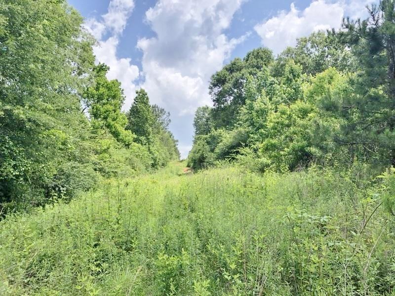 Secluded 32.23 Acres Land For Sale Land for Sale in Magnolia, Pike