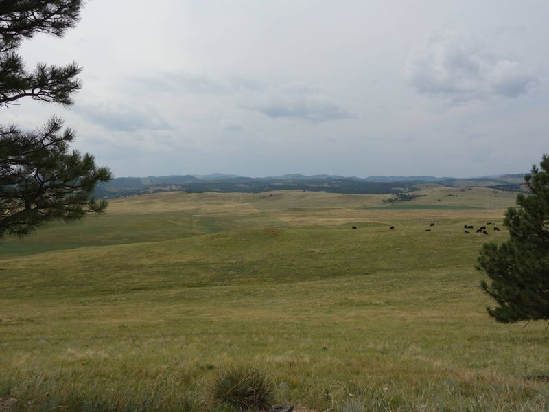 Timber Ridge Ranch : Hermosa : Custer County : South Dakota