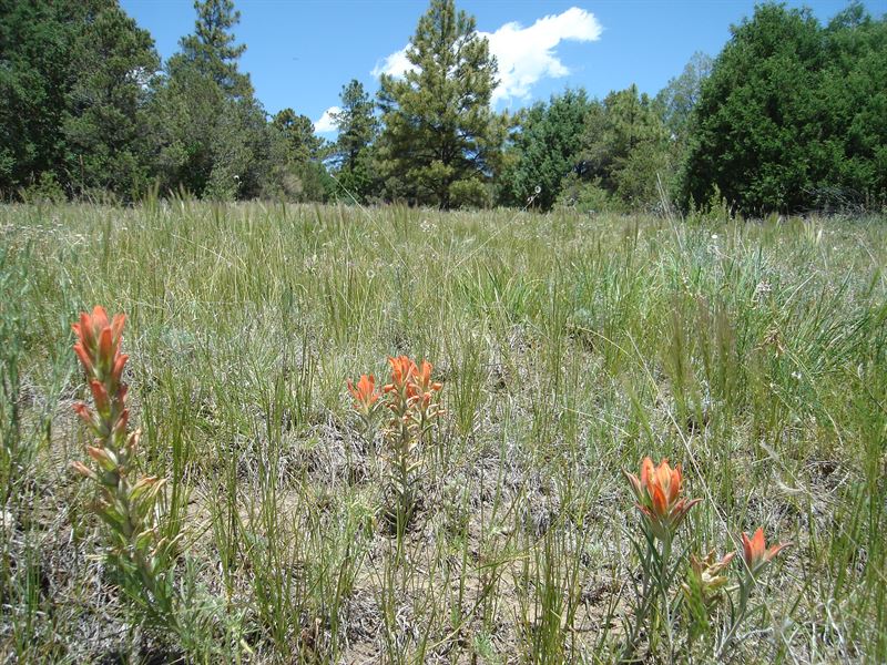 Cataloochee Ranch : Trinidad : Las Animas County : Colorado