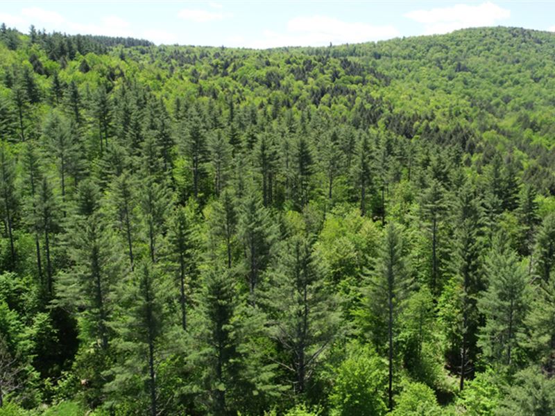 Winooski River Forest : Moretown : Washington County : Vermont