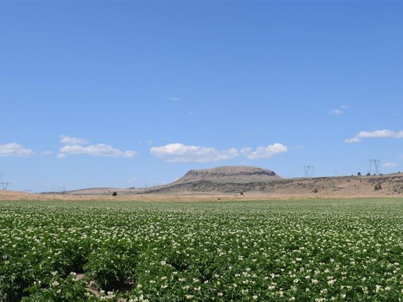 Farming, Grazing, and Living : Tulelake : Siskiyou County : California