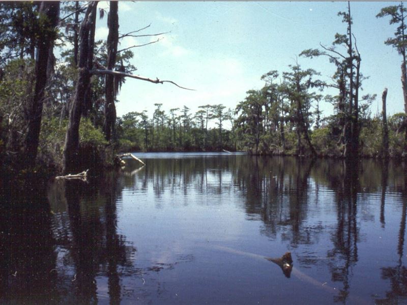 Hidden Lake : Columbia : Tyrrell County : North Carolina