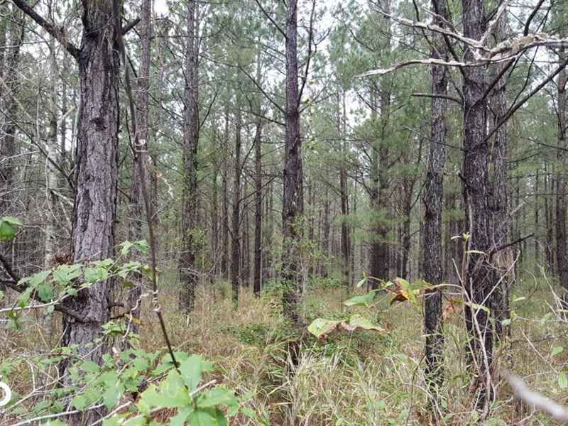 Stag Park Hunting Land Land for Sale in Burgaw, Pender County, North