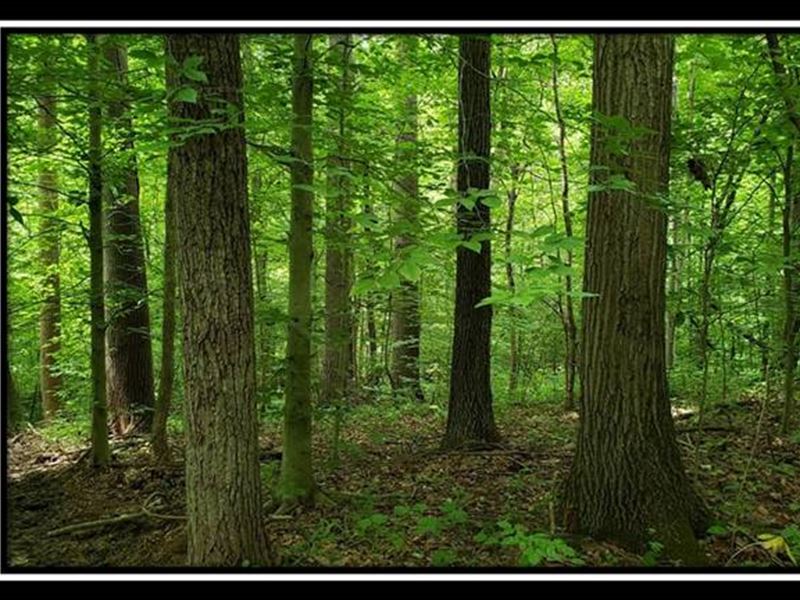 Tract 12 At The Woods At High Hill : Blue Rock : Muskingum County : Ohio