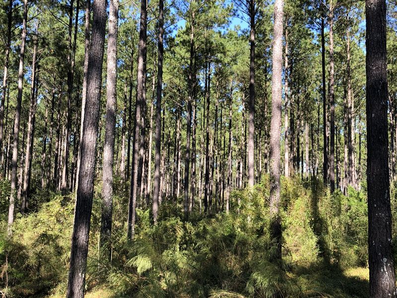 248 +/- Acres Pea River Hwy 153 : Samson : Geneva County : Alabama