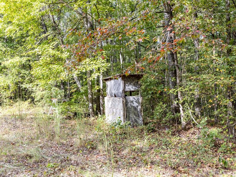 97 Acres of Prime Hunting Property : Eclectic : Elmore County : Alabama