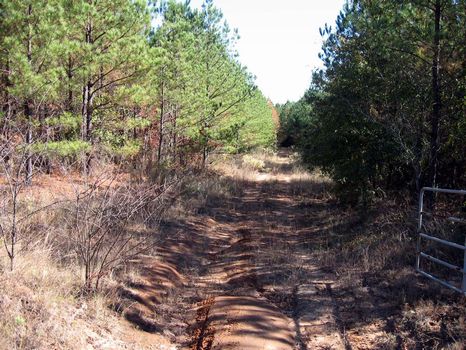 44 Acres : Jeffersonville : Wilkinson County : Georgia
