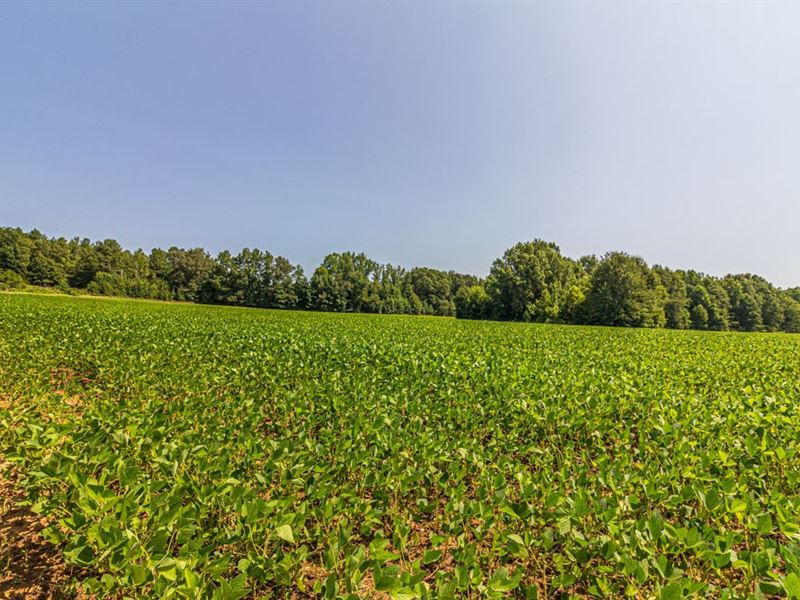 105 Acres Income Producing : Michie : McNairy County : Tennessee