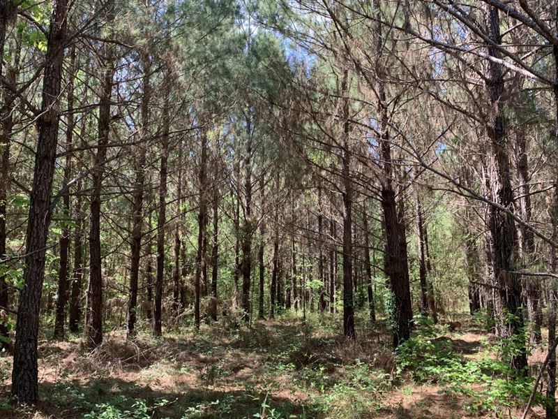 Hunting & Timberland : Grady : Montgomery County : Alabama