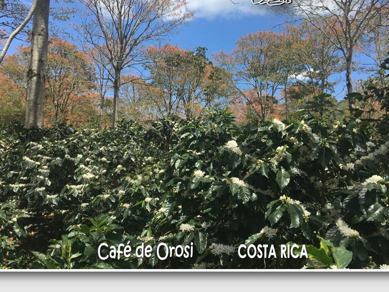 1200 Majestic Ac, for Agro-Tourism : Orosi : Costa Rica
