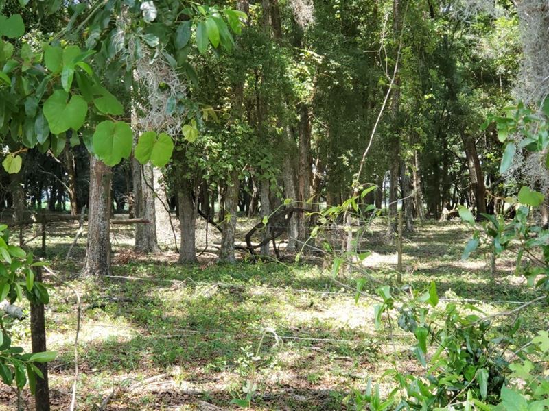20 Acres on NE Hwy 27 Alt : Chiefland : Levy County : Florida