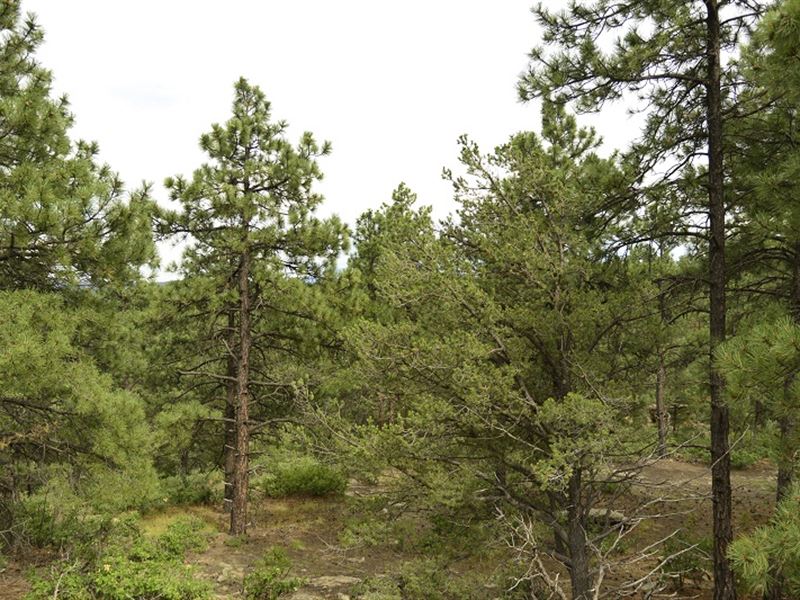 Treed Lot Near Weston, 10Ac +A12-20 : Weston : Las Animas County : Colorado
