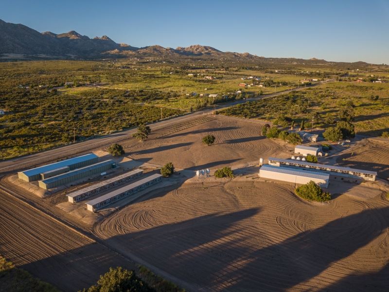 Game Bird Business and Home : Ranchita : San Diego County : California