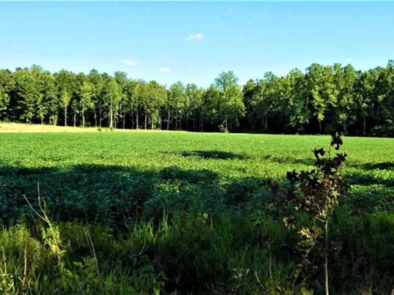 173 Ac, Pine Creek Bottoms, 1/2 : Bolivar : Hardeman County : Tennessee