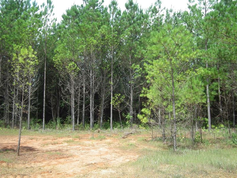 375.37 Acres in Attala Co., MS : Kosciusko : Attala County : Mississippi