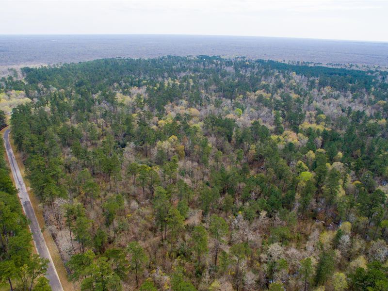 41 Acres Simmons Grove T-14 : Dayton : Liberty County : Texas