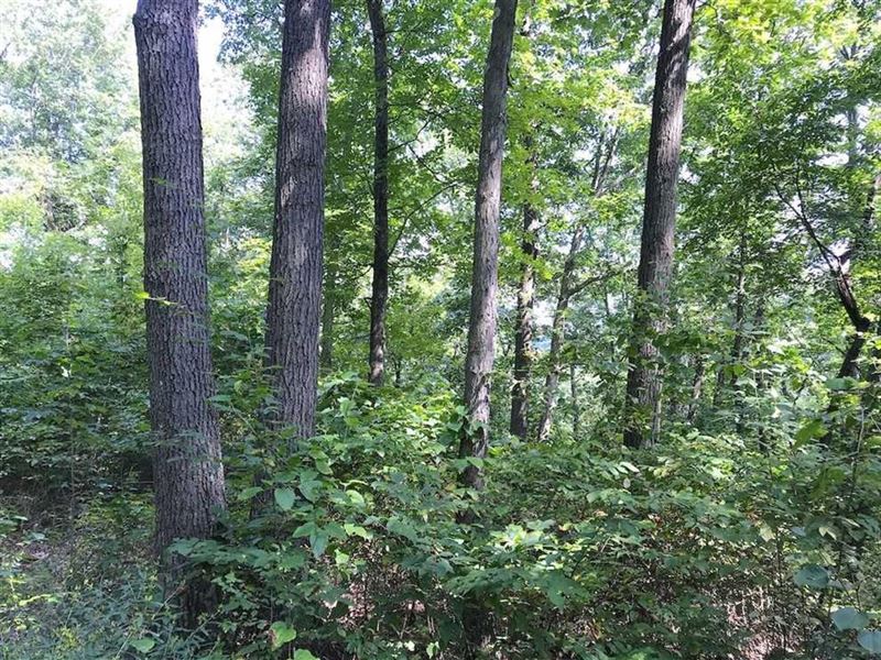 W Boyd Hall Rd, 10 Acres : Piedmont : Belmont County : Ohio