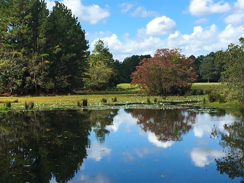 285 Acres Coley Creek Ranch : Shepherd : San Jacinto County : Texas