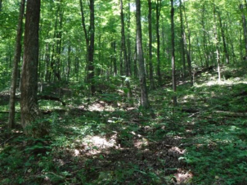 35 Ac Totally Wooded, Great Hunting : Livingston : Overton County : Tennessee