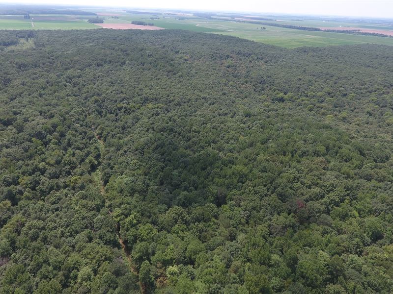 40 Acres Timber In Bayou Deview Wma Land for Sale in Weiner, Poinsett