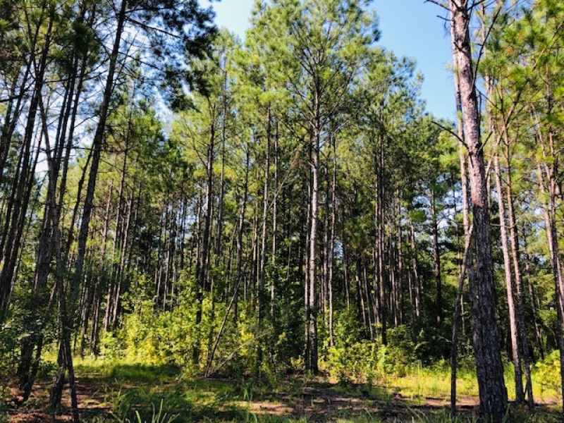 88 Acres / North Of Columbia / MS : Columbia : Marion County : Mississippi