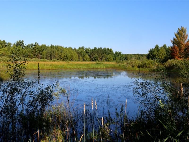 Pure Wildlife Sanctuary Land for Sale in Westfield, Marquette County