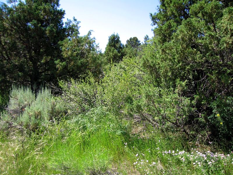 Many Trees, Near Public Land,235/Mo : Fort Garland : Costilla County : Colorado