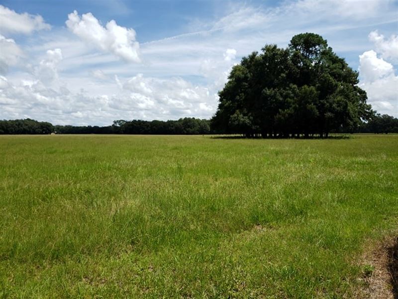 Williston Florida Land For Sale : Williston : Levy County : Florida