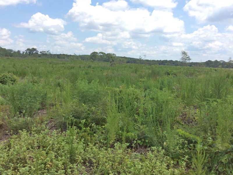 Dean Road Tract : Opp : Covington County : Alabama