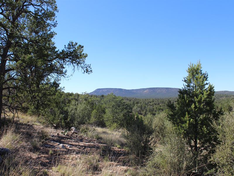 Sale OffGrid Seligman Hunting Land Land for Sale in Seligman