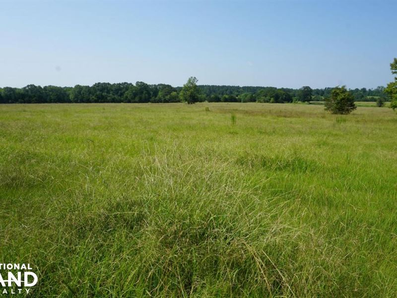 Hunting Tract with Open Land : Pine Apple : Wilcox County : Alabama
