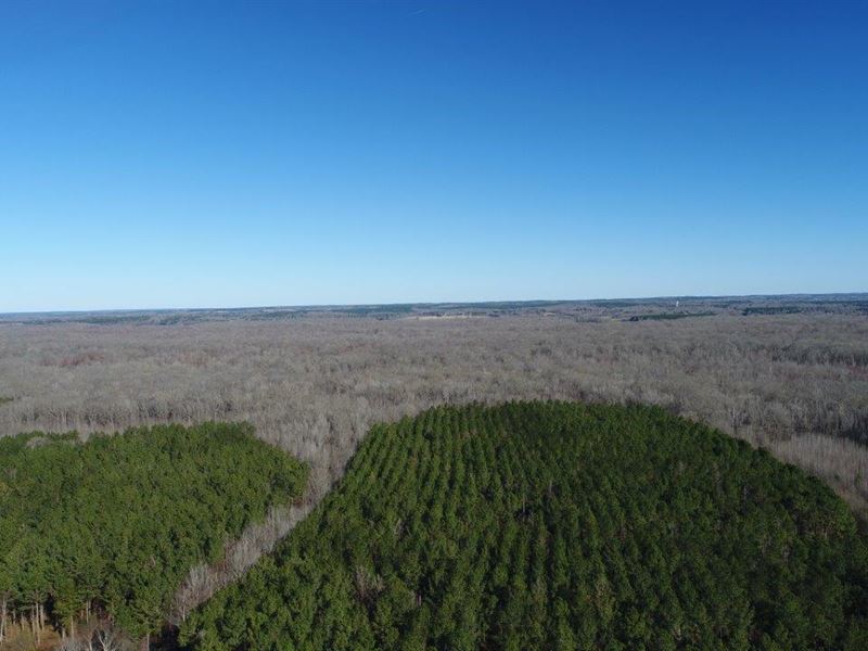 Beautiful Timberland Tract : Abbeville : Lafayette County : Mississippi