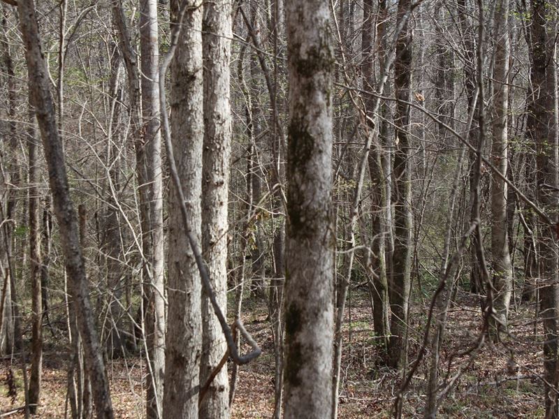 House Lots 1 Acre Each : Highland Home : Crenshaw County : Alabama
