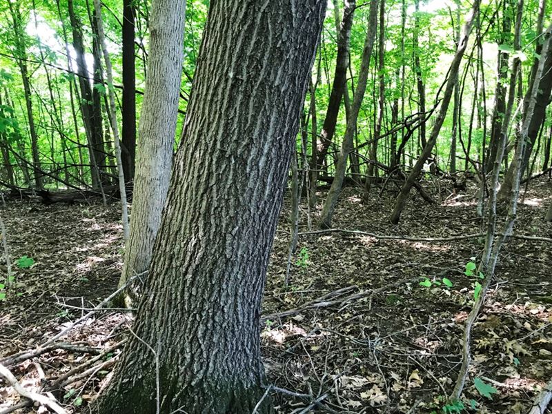 109.5 Ac Glen Ridge Ln : Boscobel : Crawford County : Wisconsin