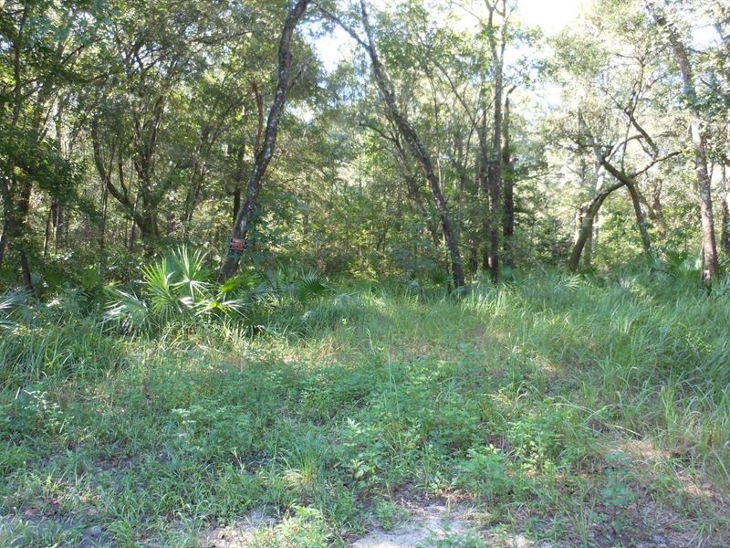 Beautifully Wooded Parcel Lots Land for Sale in Mayo, Lafayette