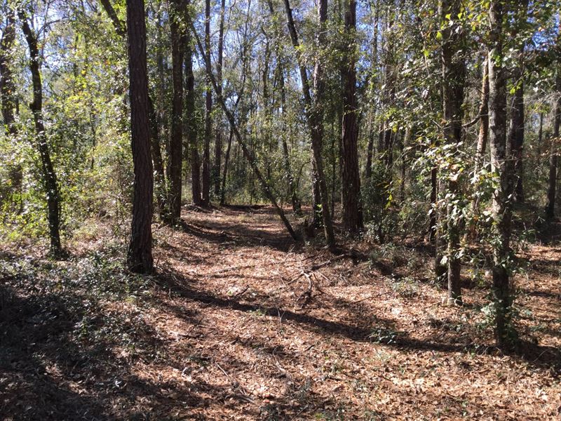 Beautiful Wooded Property : Wellborn : Suwannee County : Florida
