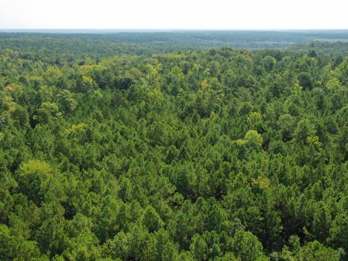 227 Acres Wooded Wildlife : Mount Carmel : McCormick County : South Carolina
