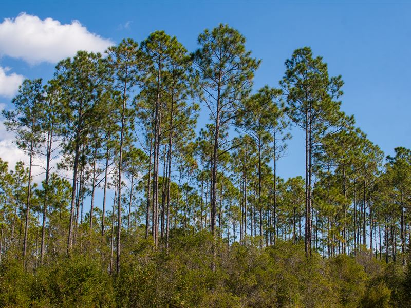 Planted Pine Investment Hunting : Monticello : Jefferson County : Florida