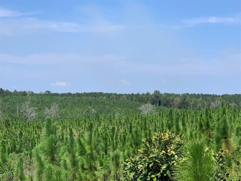 Longleaf Pine Investment Property : Ozark : Dale County : Alabama