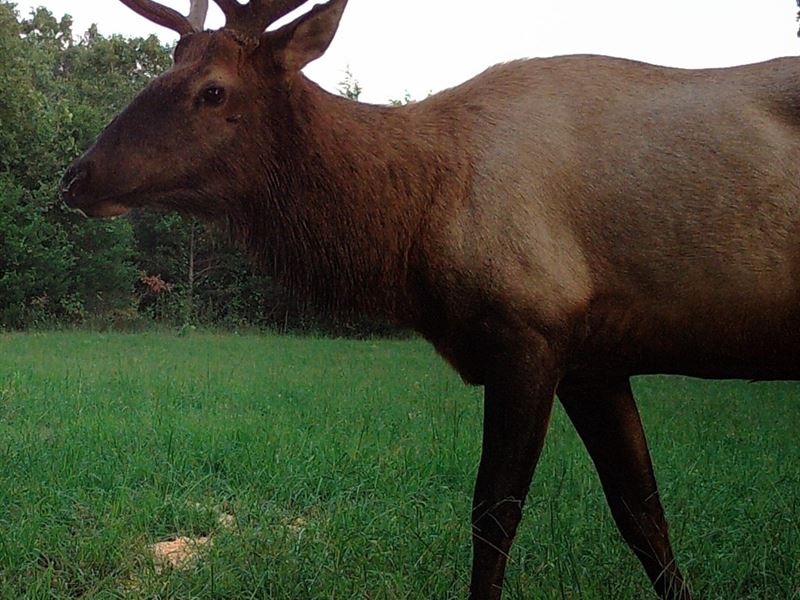 Hunting & Recreational Land : Alpena : Carroll County : Arkansas