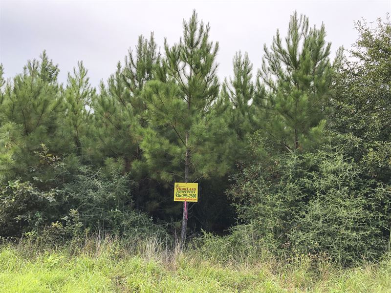 56 Acres Fm 787 : Cleveland : Liberty County : Texas