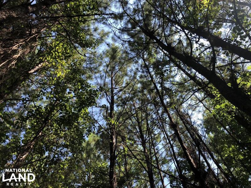 Belleville Hunting and Timberland : Repton : Conecuh County : Alabama