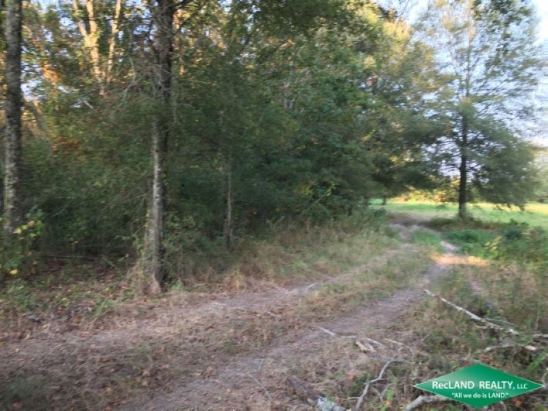 57 Ac, Hunting Tract with Open Gro : Pioneer : West Carroll Parish : Louisiana