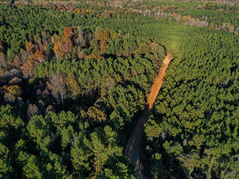 Loblolly Farms Gobbler Ridge 242.8A : New Albany : Union County : Mississippi
